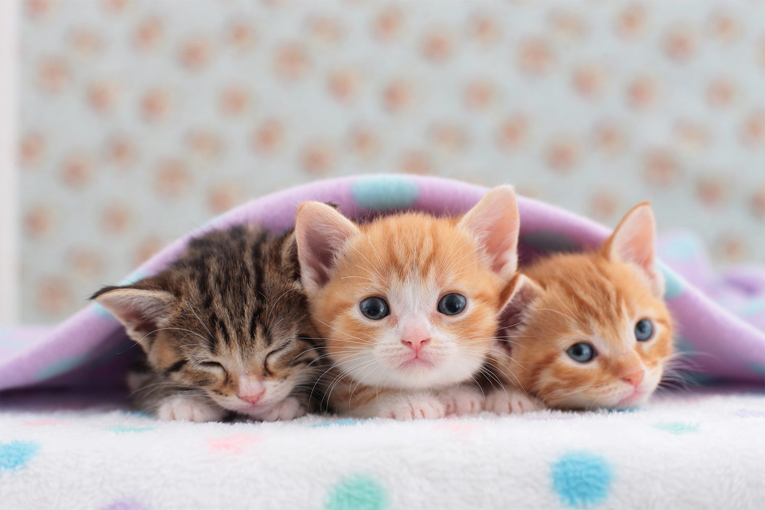 Kitten